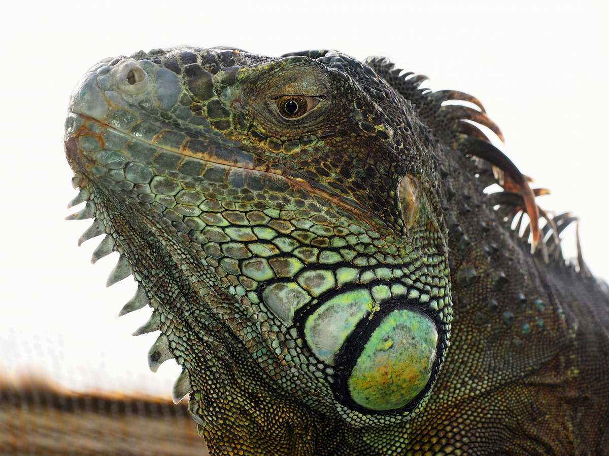 reptile close-up photography of iguana lizard