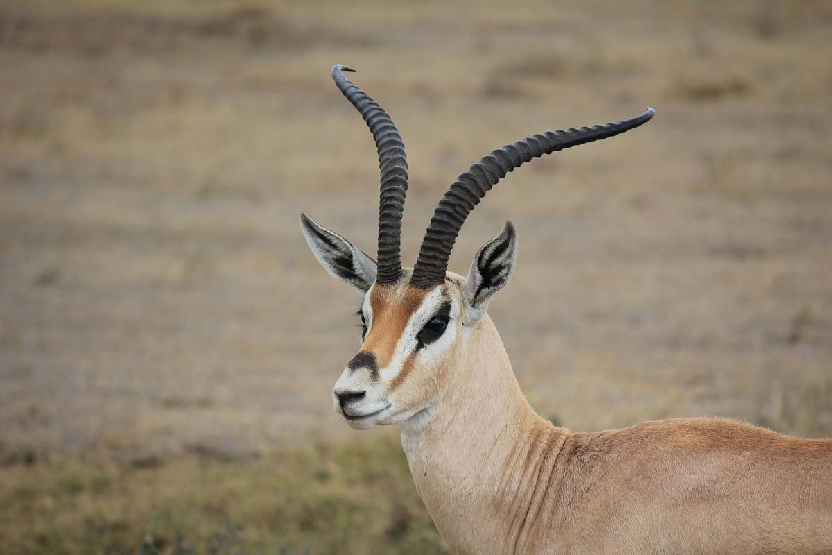 antelope close-up photography of male deer wildlife