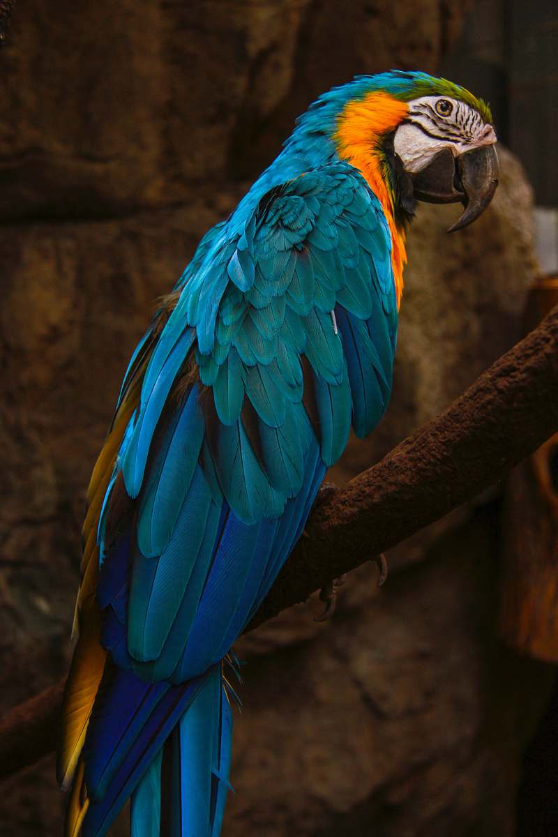bird close-up photography of multicolored parrot parrot