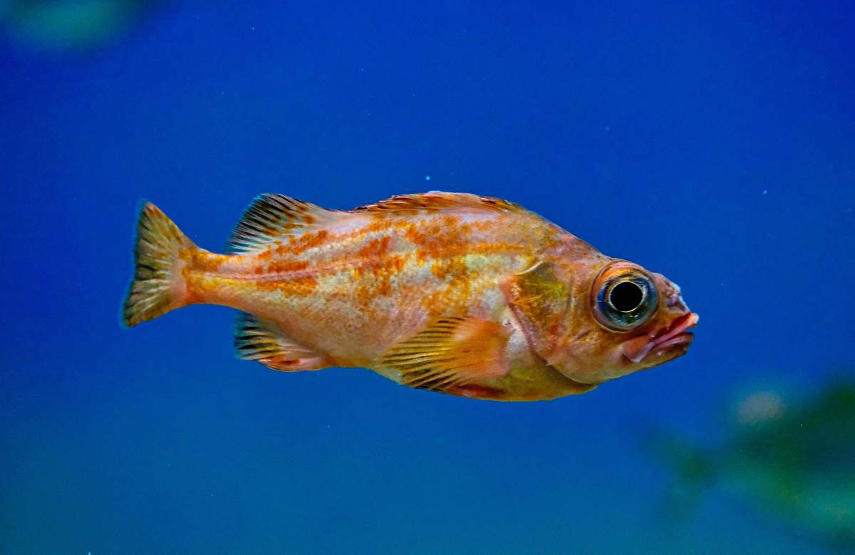 fish close-up photography of orange fish water