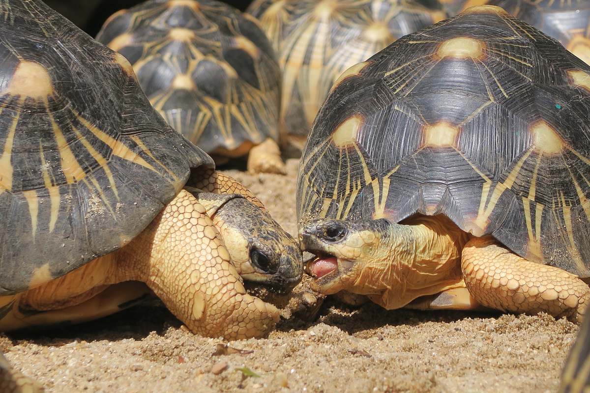 reptile close-up photography of turtles on sand during daytime sea life