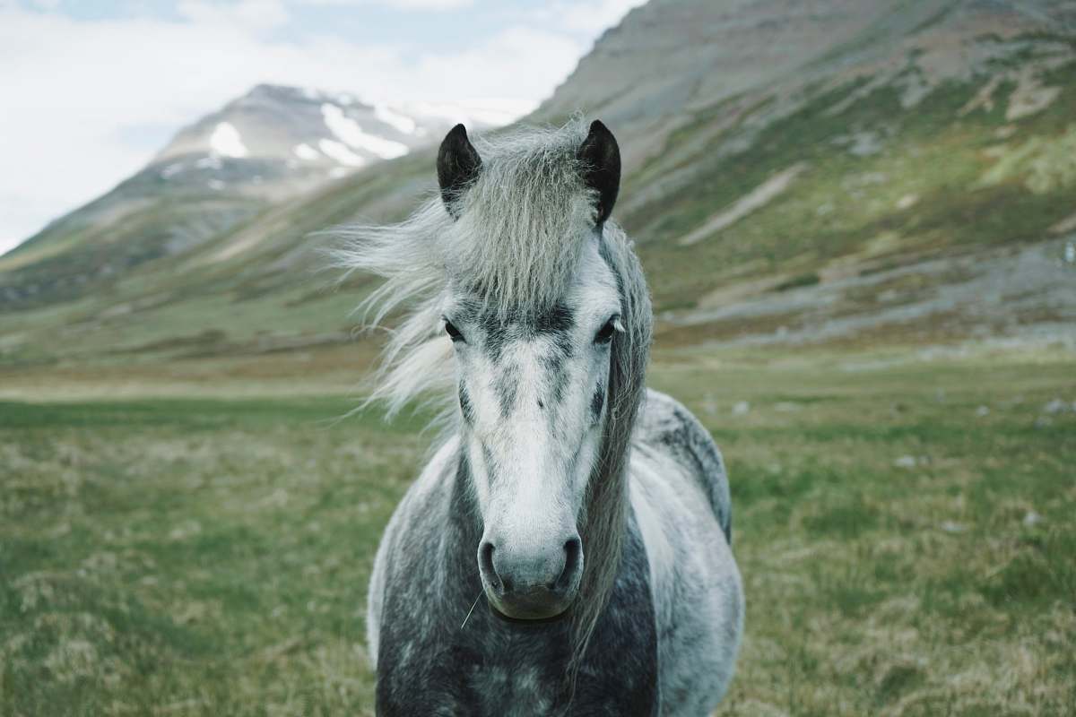 horse close-up photography of white and gray horse standing on green grass field grey