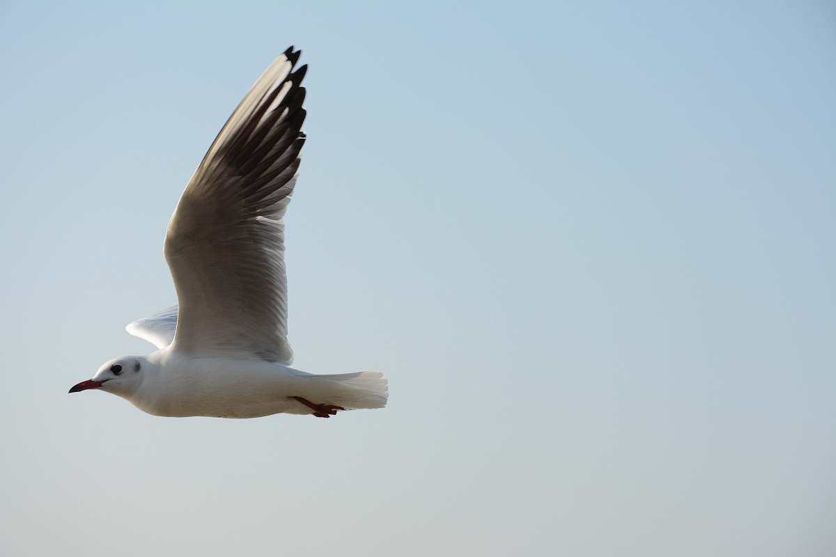 bird close-up photography of white bird flying
