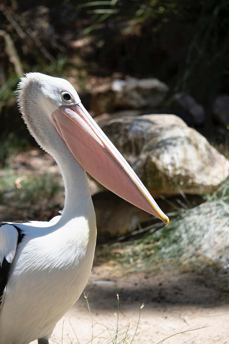 bird close-up photography of white pelican pelican
