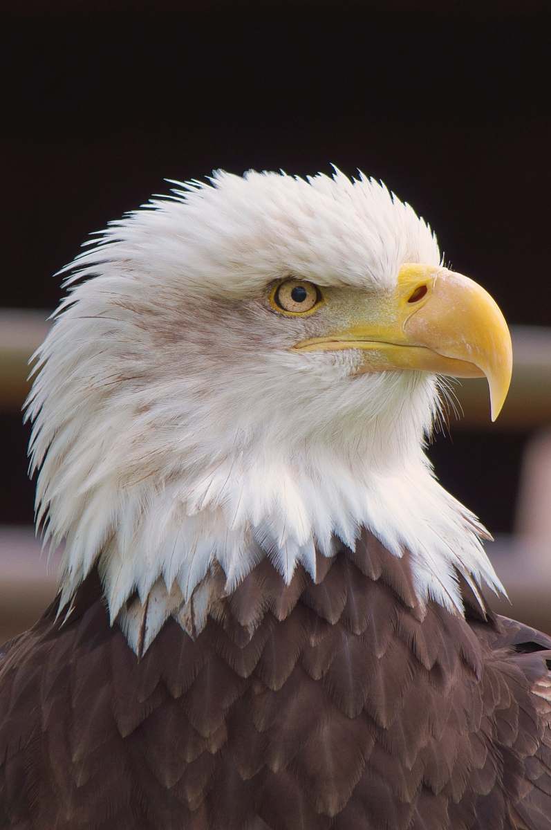 bird close view of Bald Eagle eagle