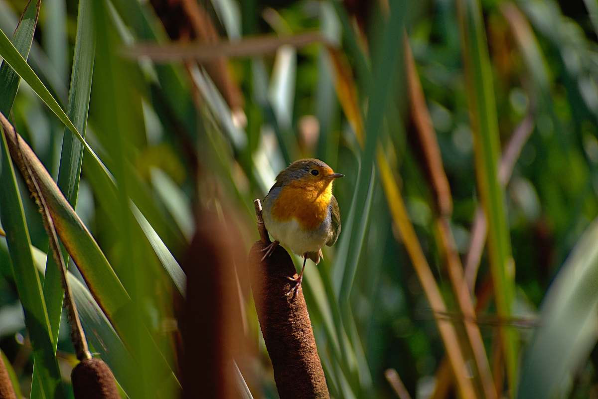 bird close view of European robin london
