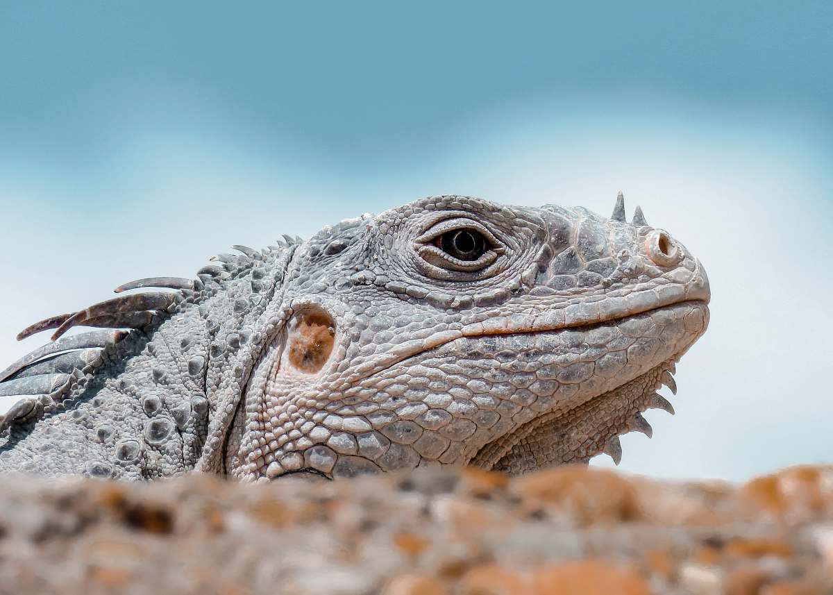 lizard close view of iguana face reptile
