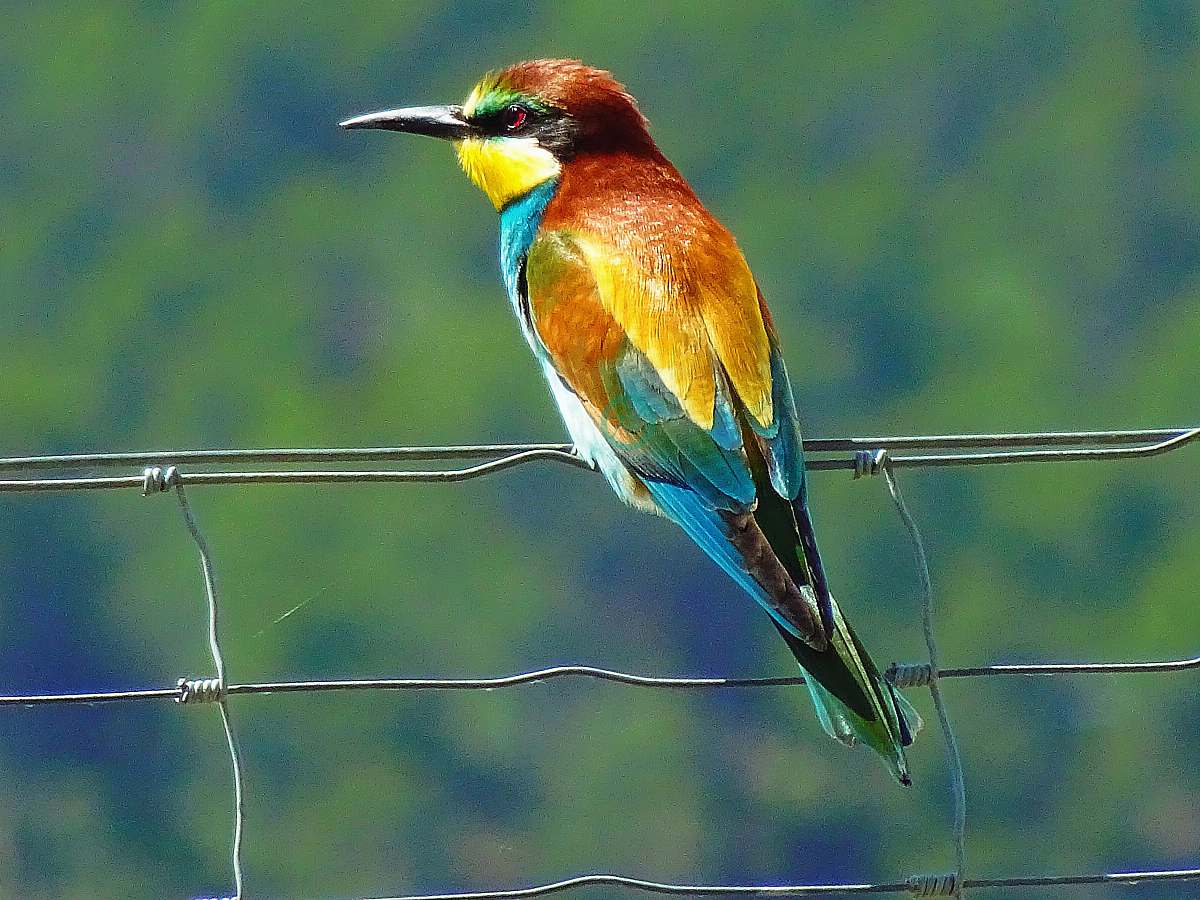 bird closeup photo of bird bee eater