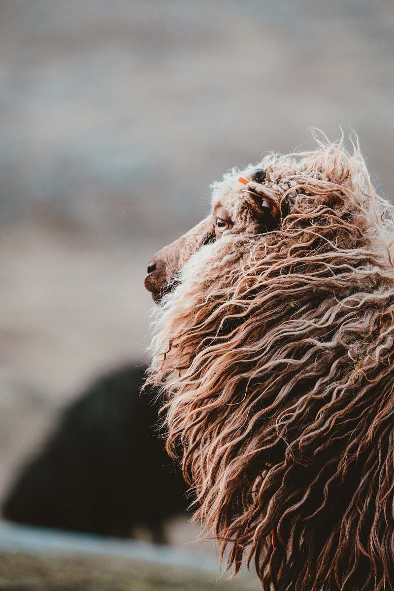 wildlife closeup photo of brown animal otter