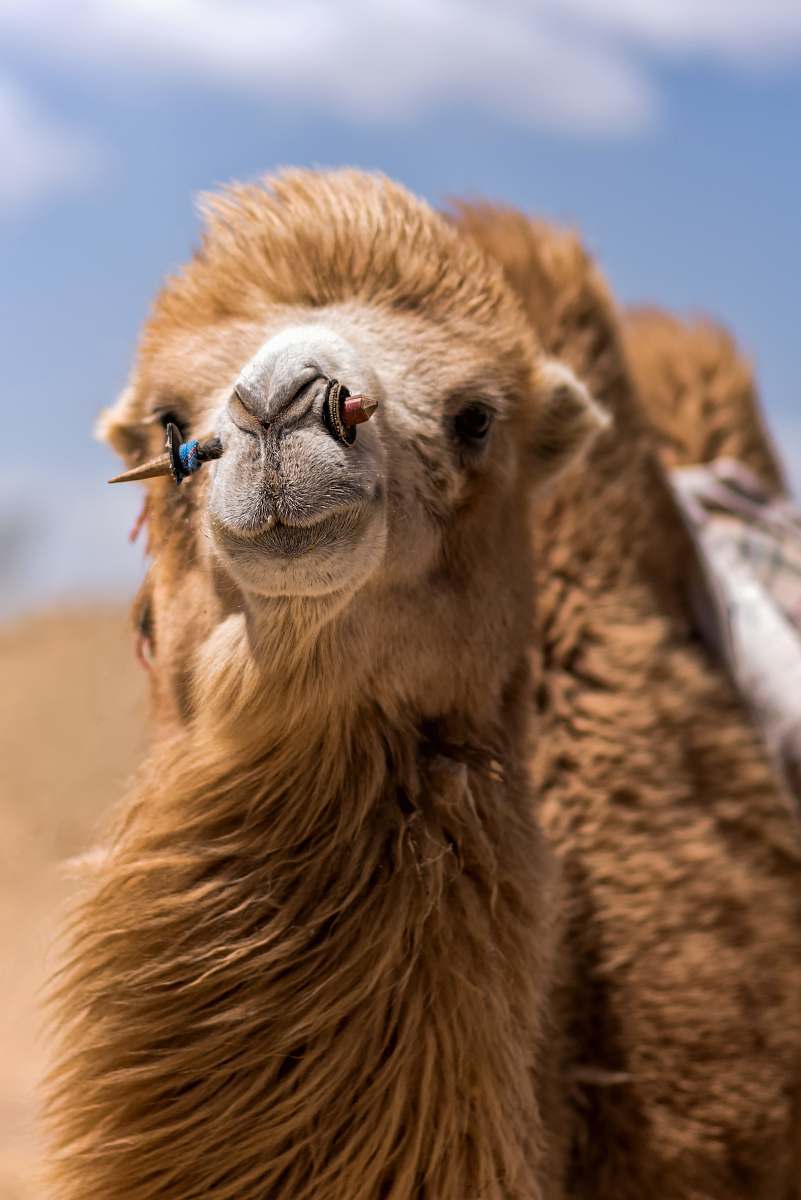 mammal closeup photo of brown camel during daytime camel