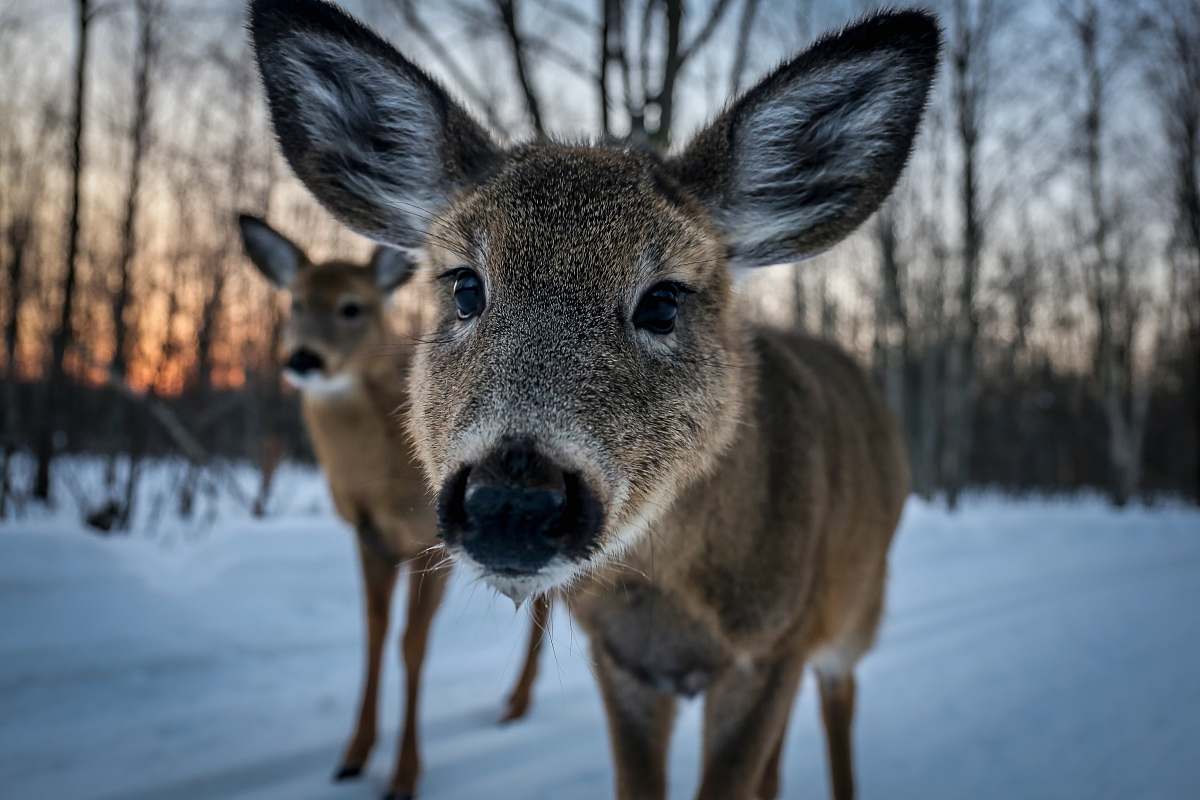 wildlife closeup photo of brown deer deer