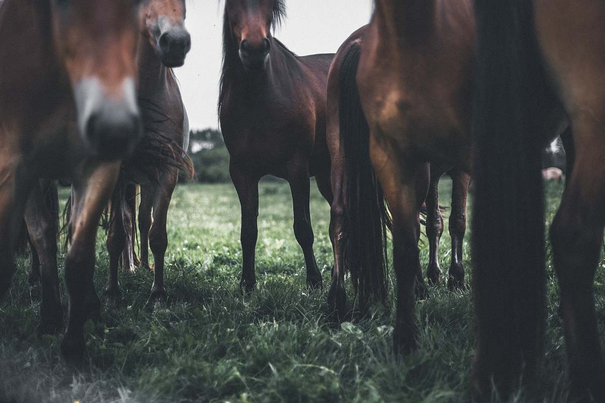 horse closeup photo of brown horses on green grass field mammal