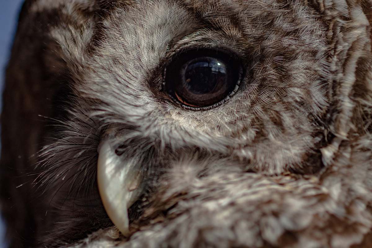 bird closeup photo of brown owl beak