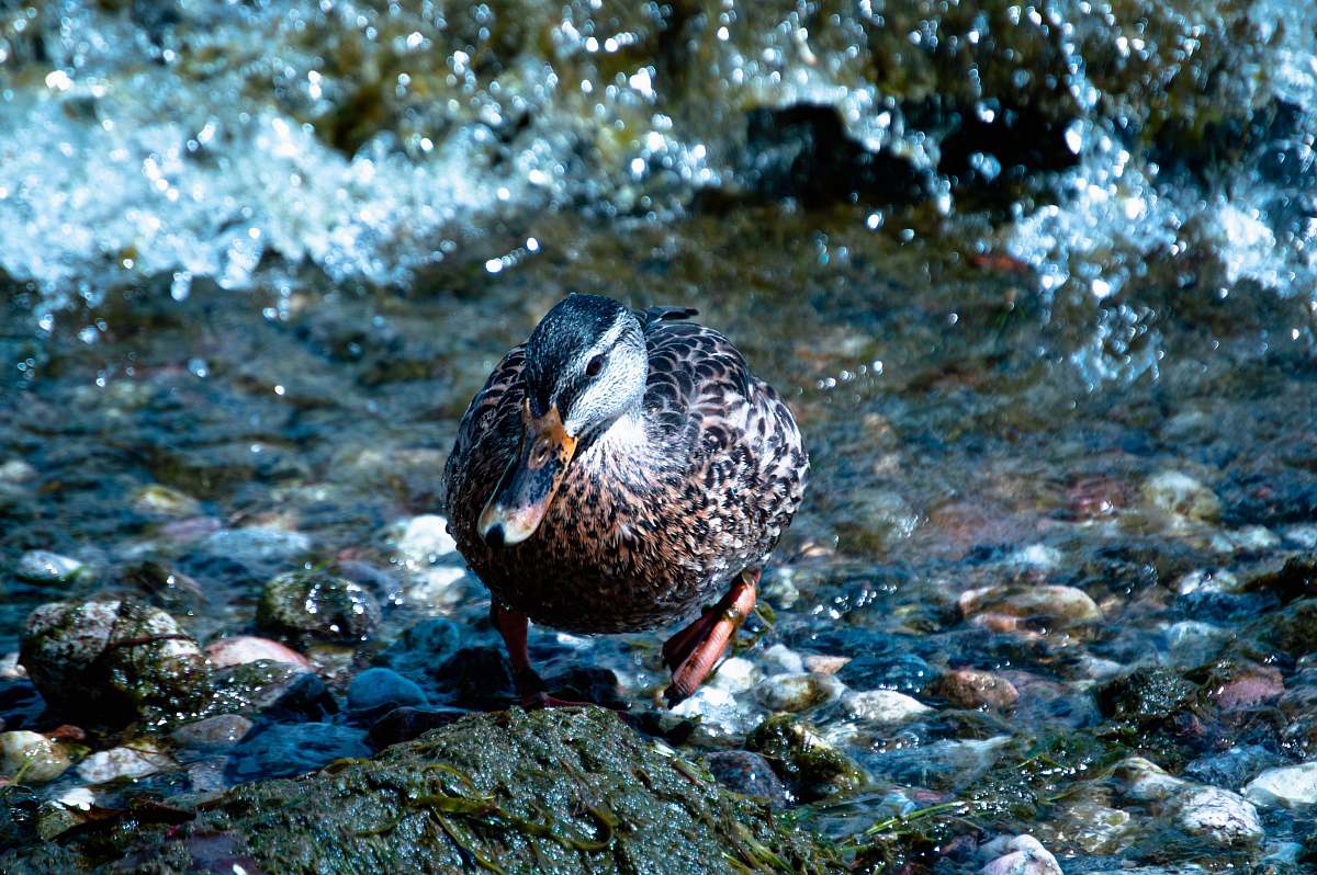 bird closeup photo of duck water