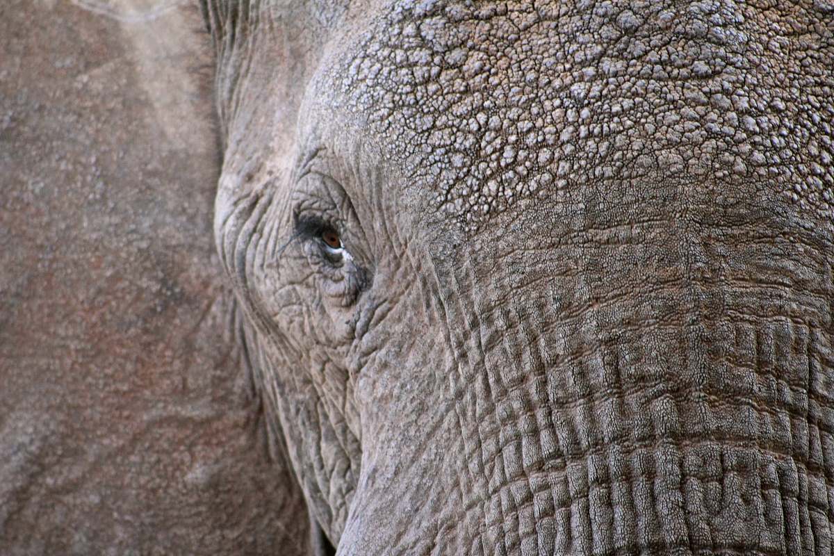 grey closeup photo of elephant face elephant