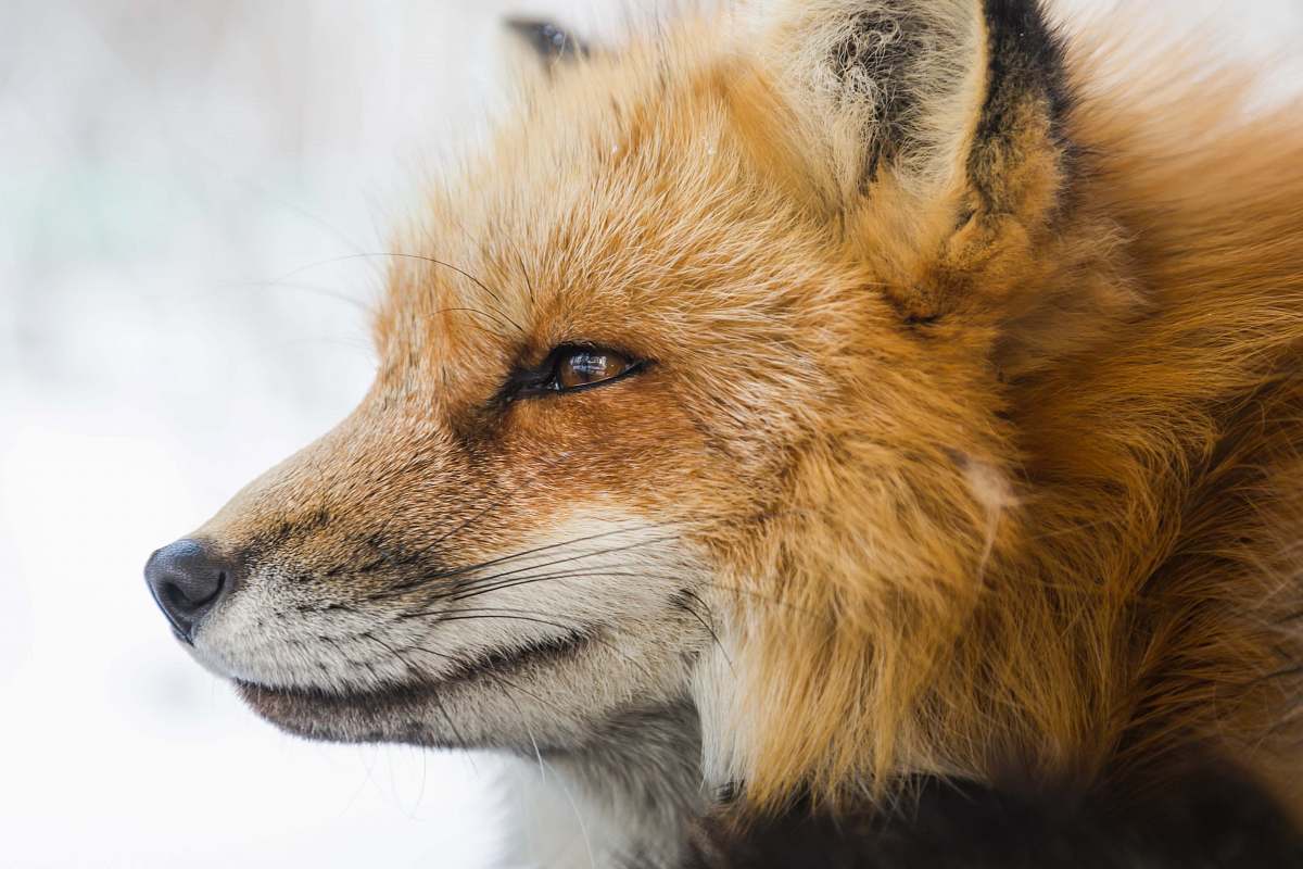 fox closeup photo of fox wildlife