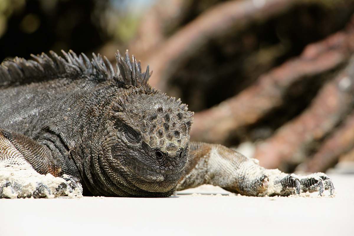 reptile closeup photo of gray iguana lizard