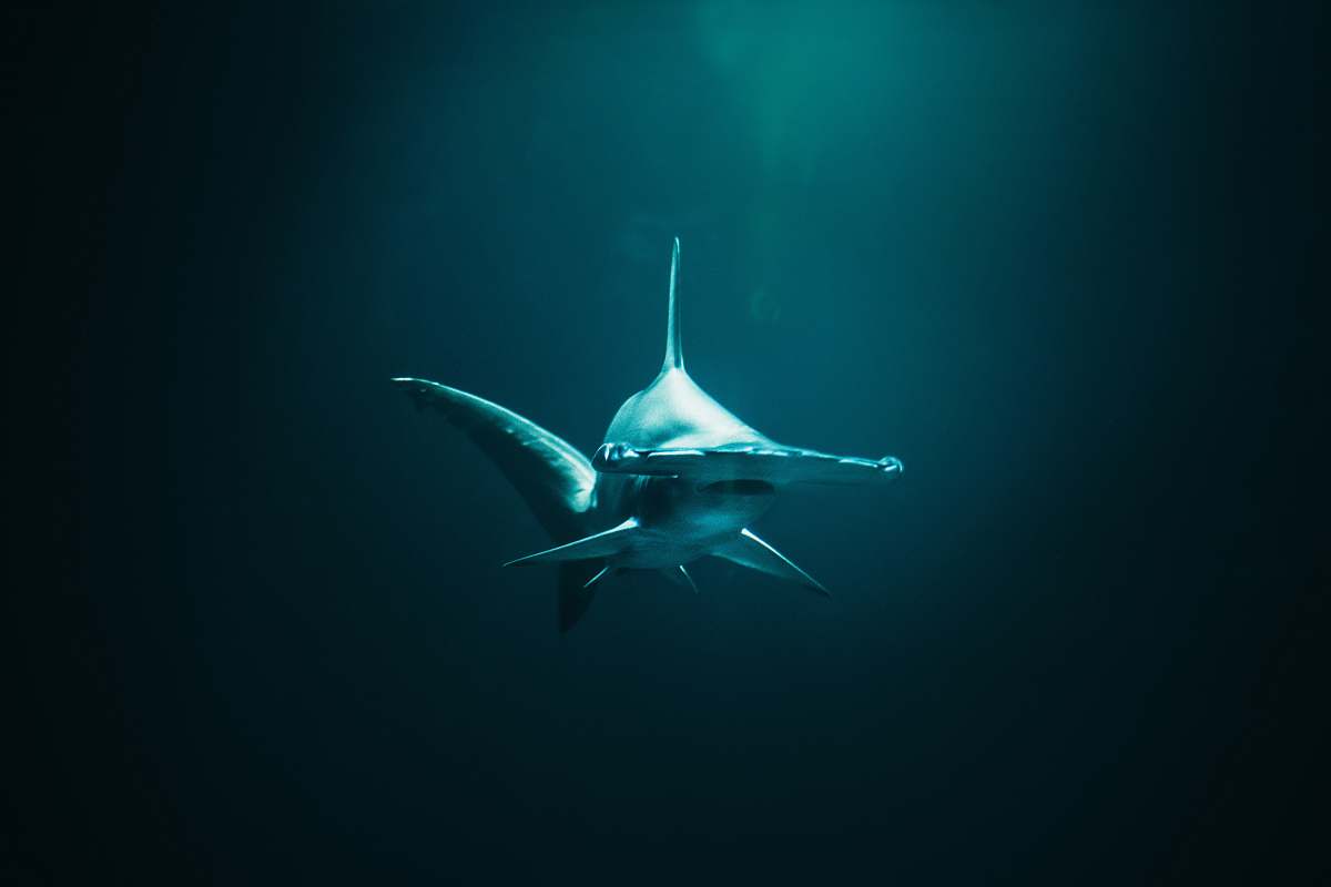 shark closeup photo of hammerhead shark fish