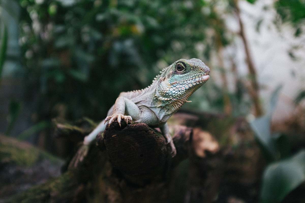 lizard closeup photo of iguana reptile