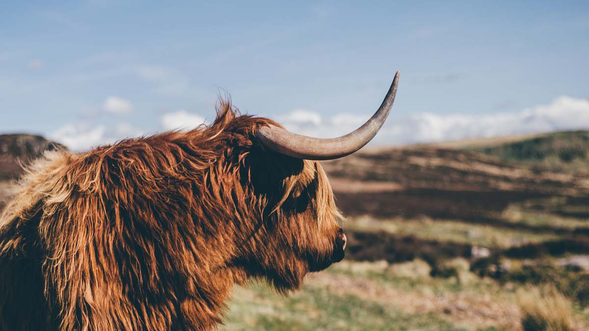 cattle closeup photo of ox near grass cow