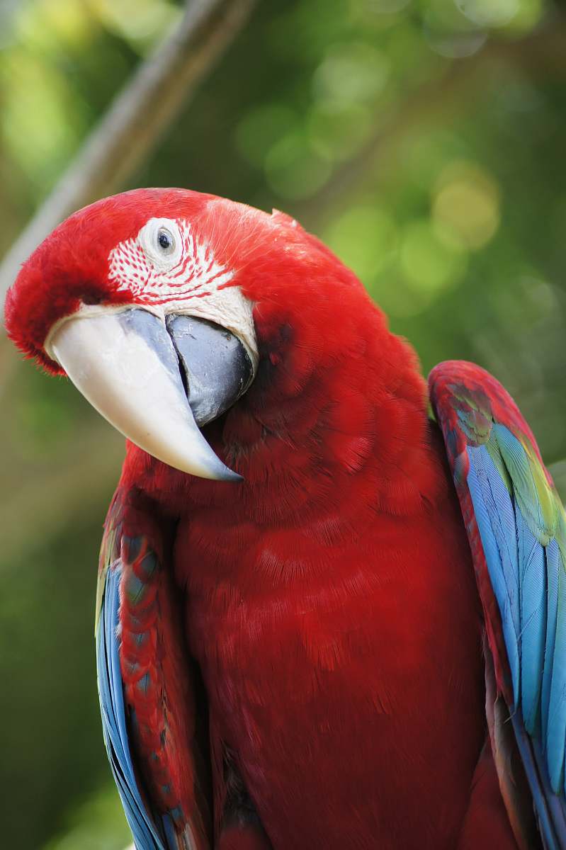 bird closeup photo of scarlet macaw parrot