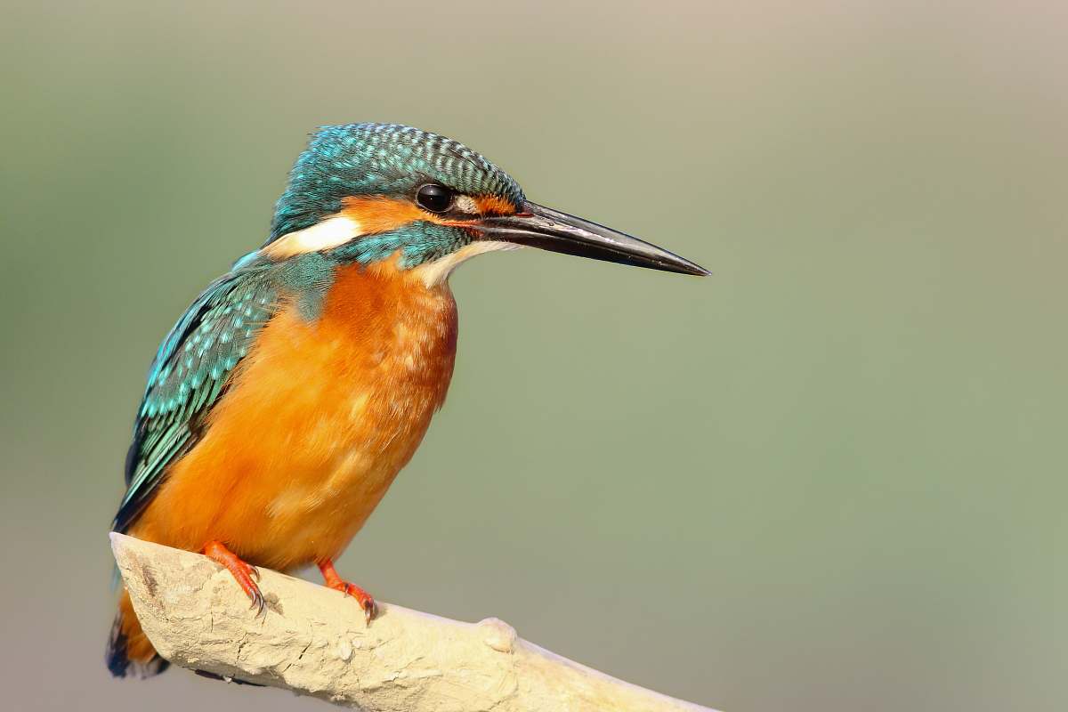 bird closeup photo of teal and orange bird nature