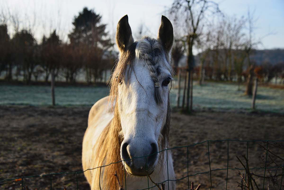 horse closeup photo of white and brown horse and trees during daytime mammal