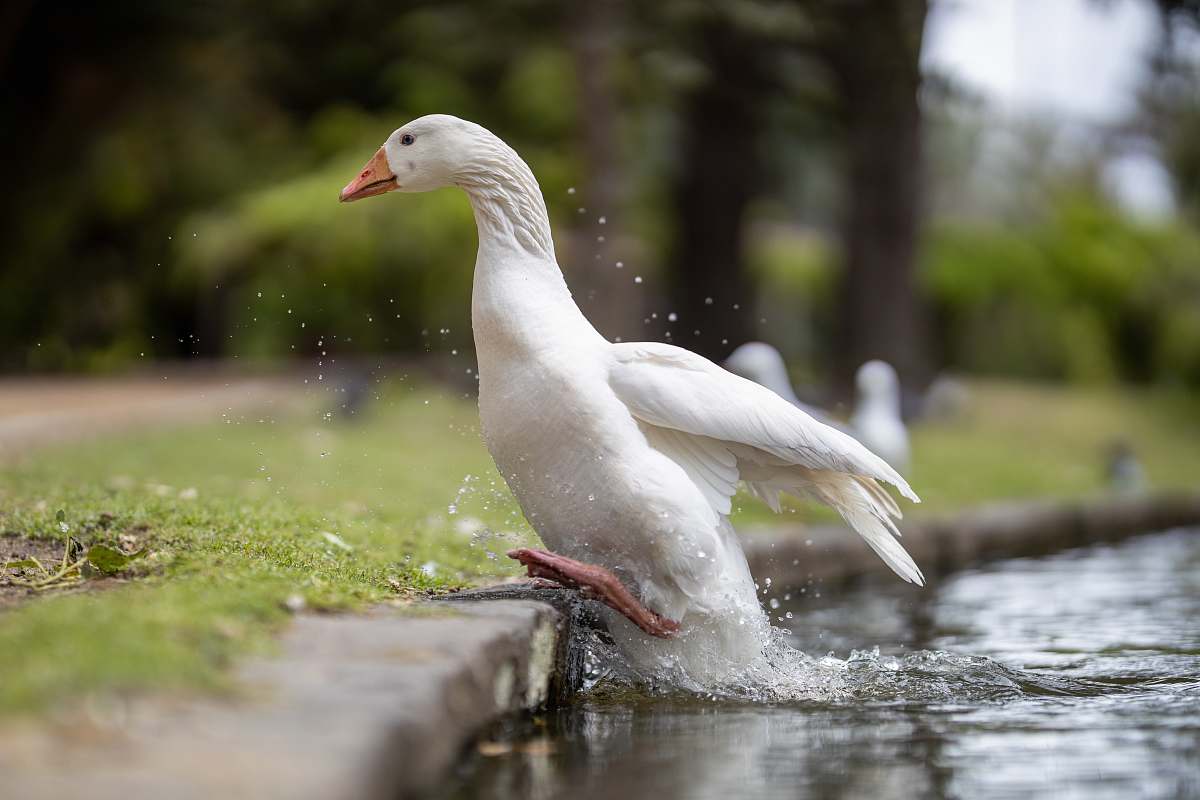 bird closeup photo of white duck on body of water goose