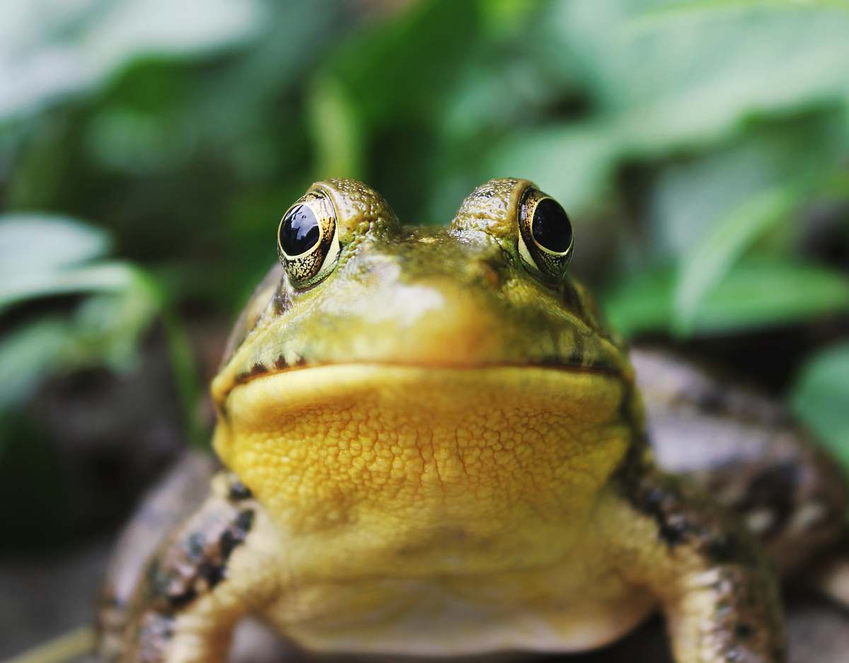 amphibian closeup photography of a frog frog