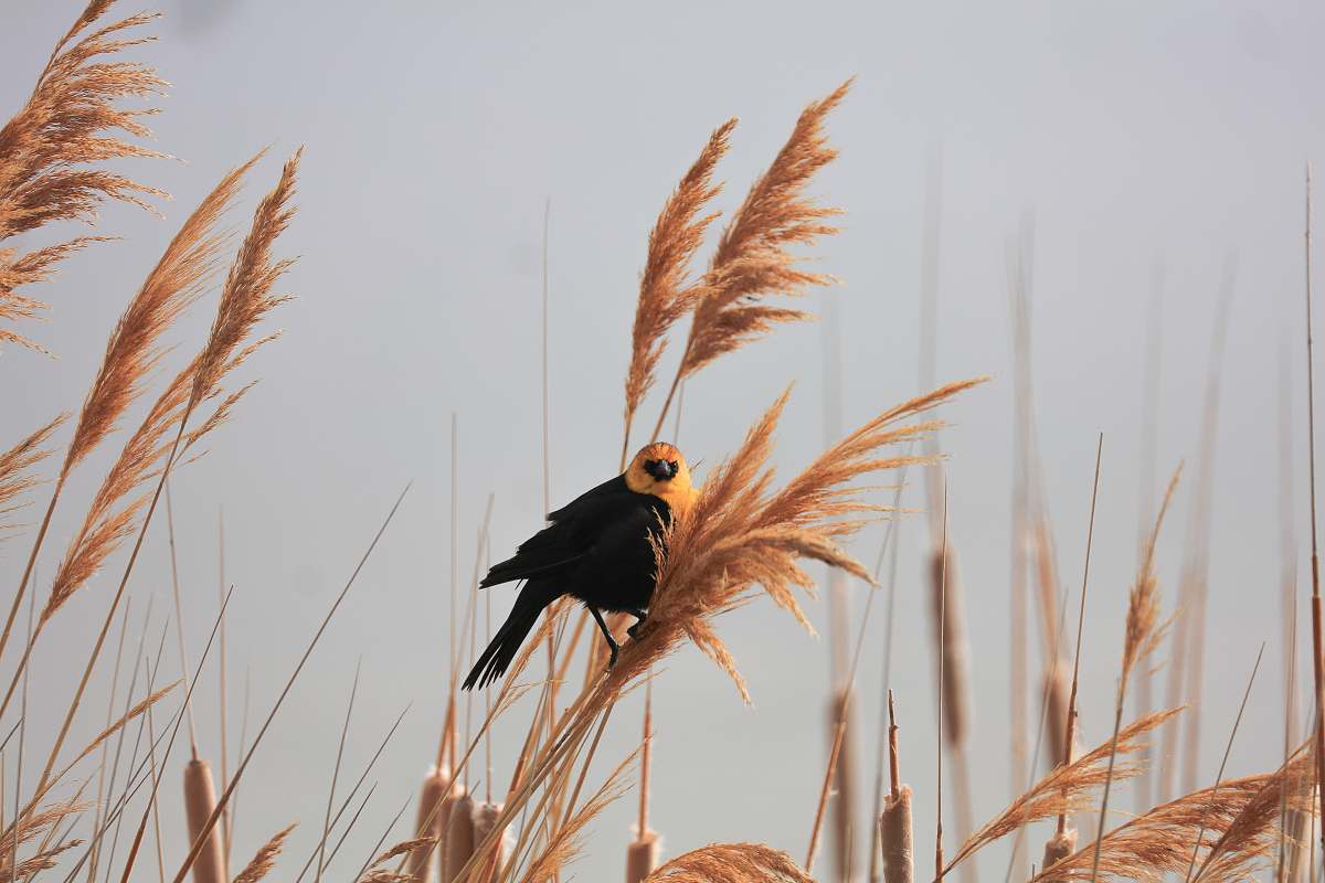 bird closeup photography of black-and-yellow bird during daytime grass