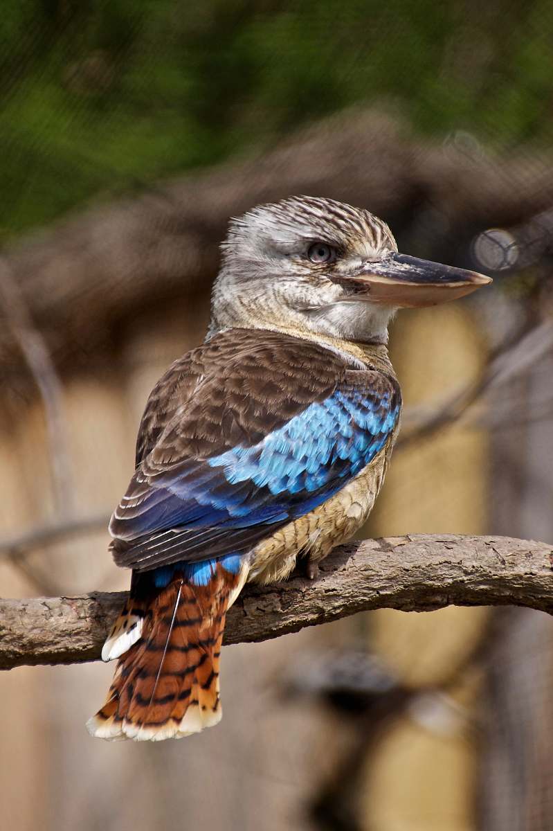 bird closeup photography of blue, gray, brown, and white bird on tree branch jay