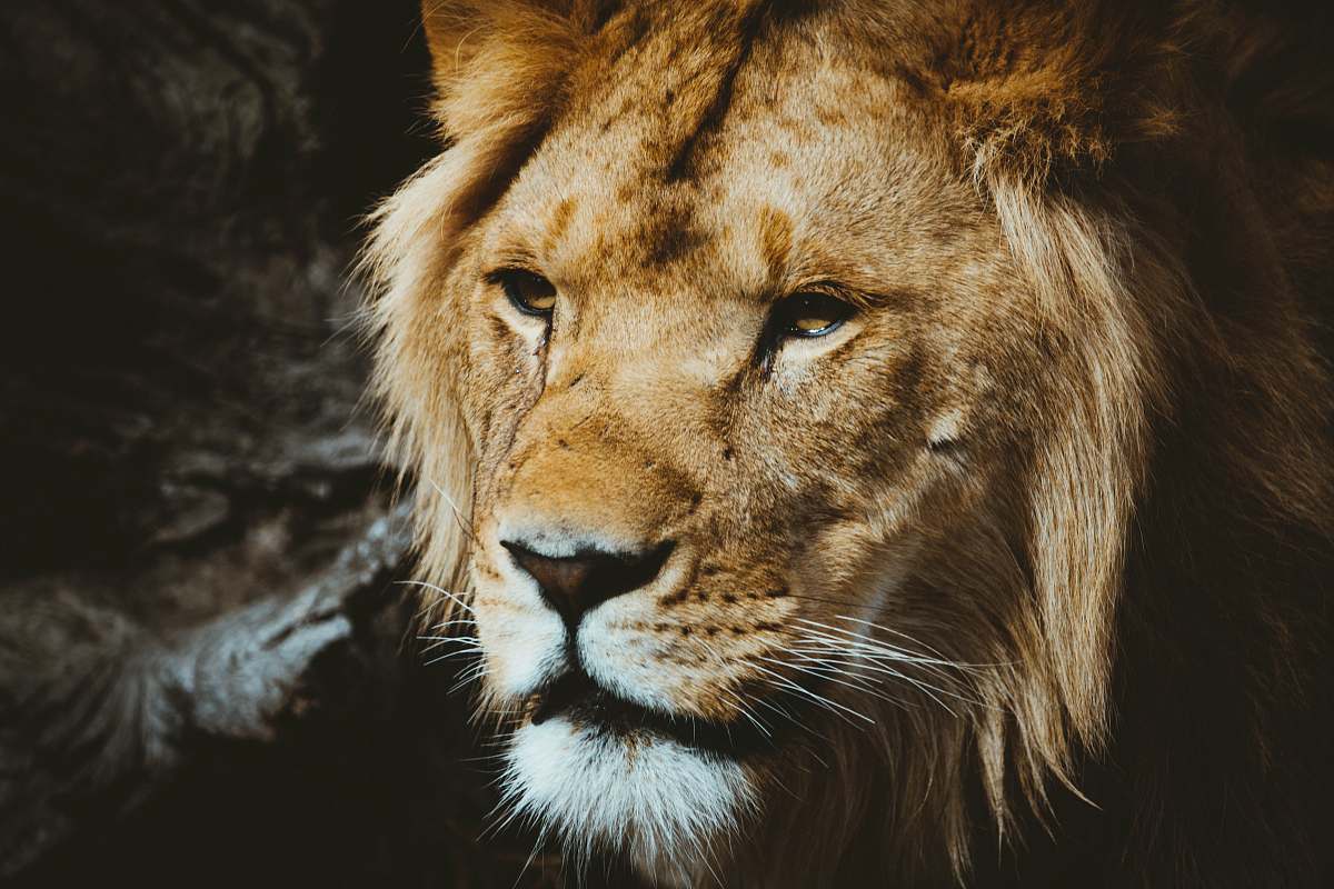 lion closeup photography of lion wildlife
