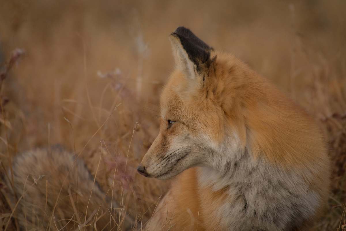 fox closeup photography of red fox sitting on ground surrounded by grass mammal