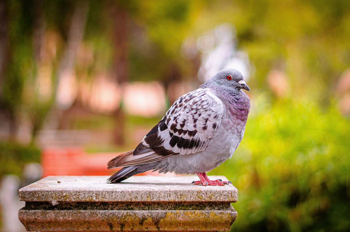 bird closeup photography of white and black pigeon dove