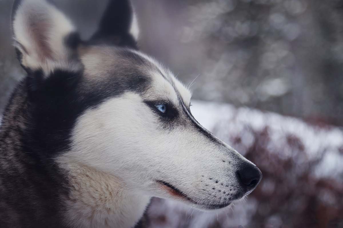 dog closeup photography of white and black wolf husky