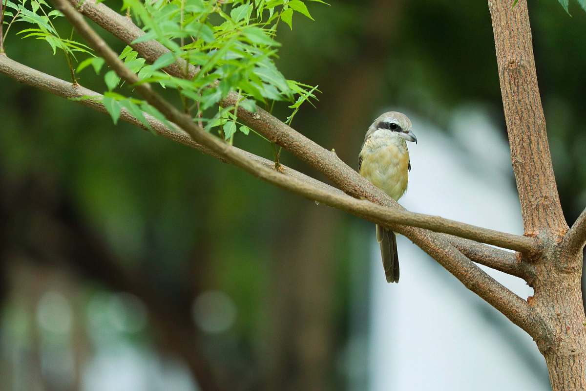 bird closeup photography of yellow bird perched on tree during daytime finch