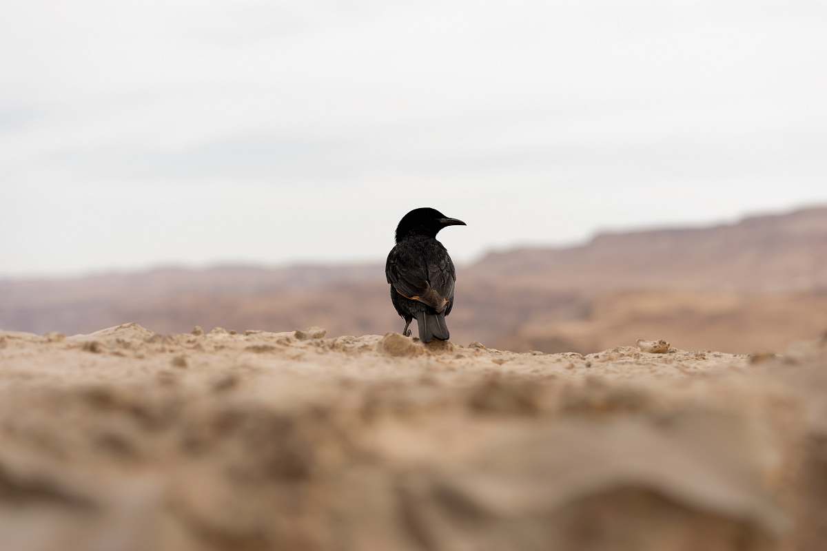 bird crow on brown rock during daytime crow