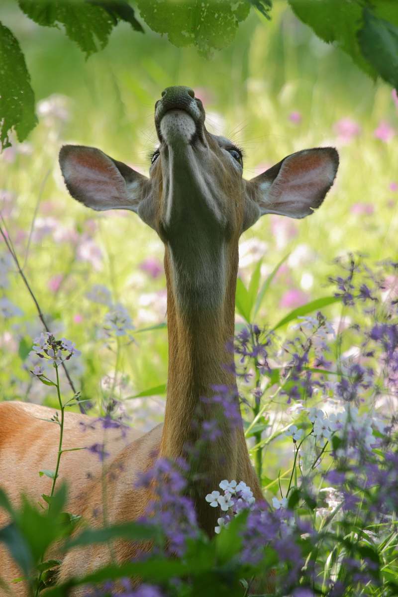 In this captivating image, a graceful deer stands in the heart of a lush forest, its curious gaze fixed on a vibrant leaf amidst blooming flowers. The warm daylight filters through the canopy, creating a serene atmosphere that highlights the beauty of wildlife in its natural habitat. This scene is perfect for nature enthusiasts, wildlife conservation projects, or any creative project that celebrates the harmony of life in the great outdoors.