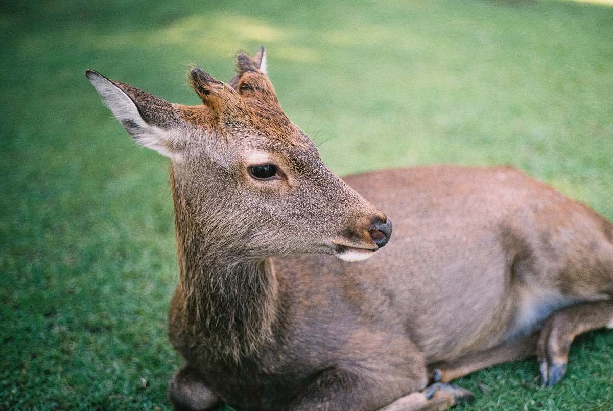 mammal deer lying on lawn during daytime deer
