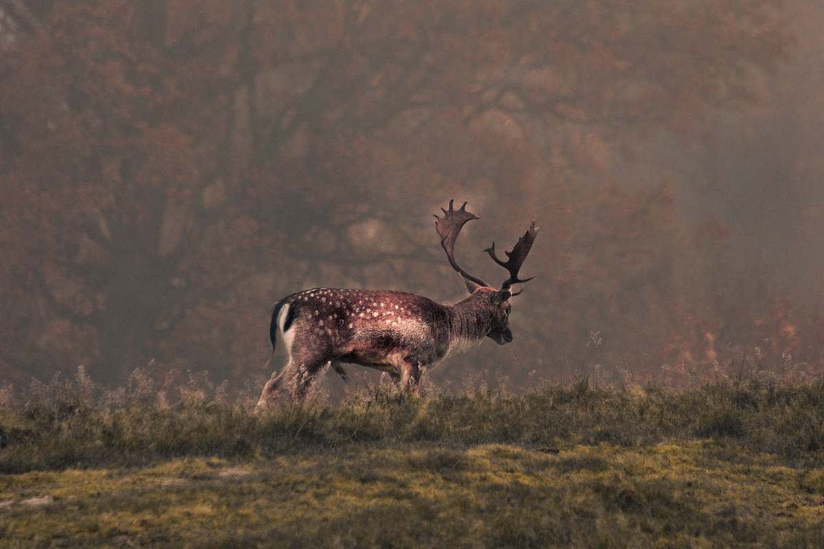 mammal deer on grass field wildlife