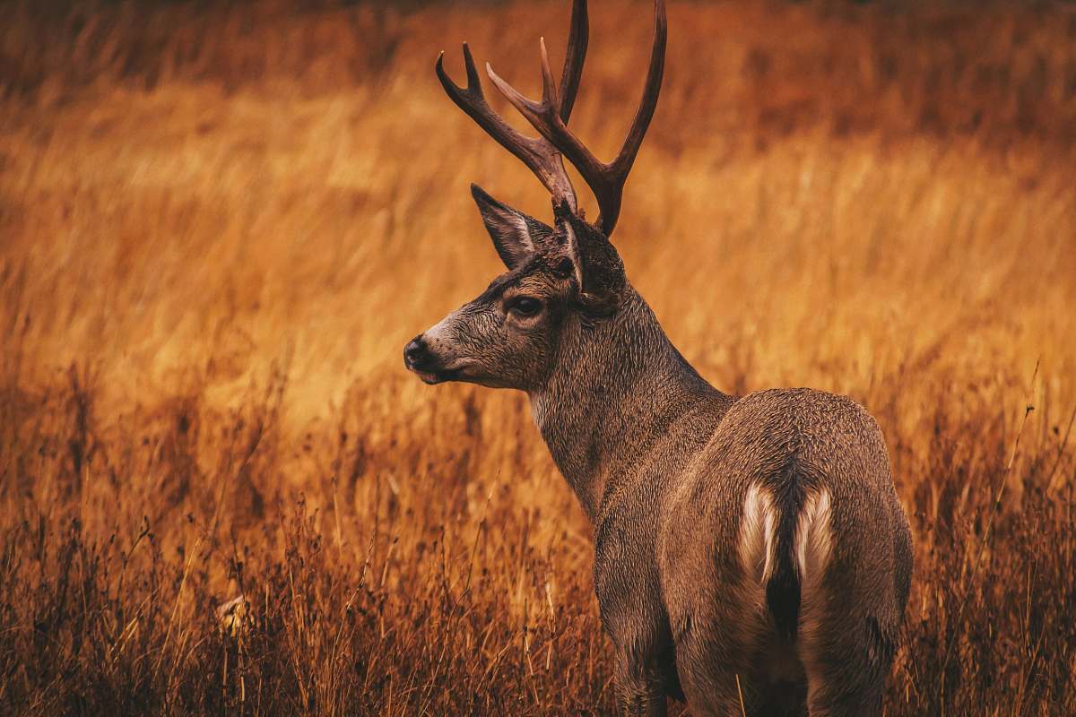 mammal deer surrounded by grass deer