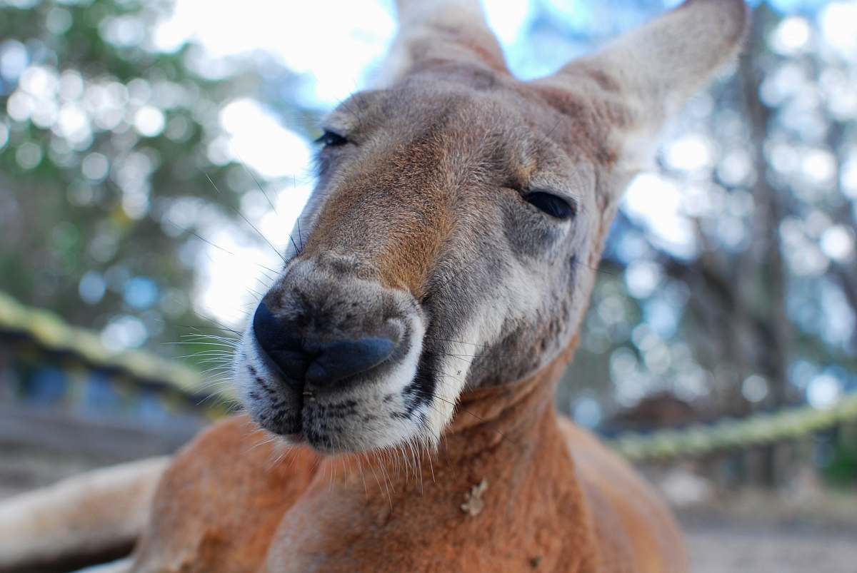 kangaroo depth of field photograph of kangaroo mammal