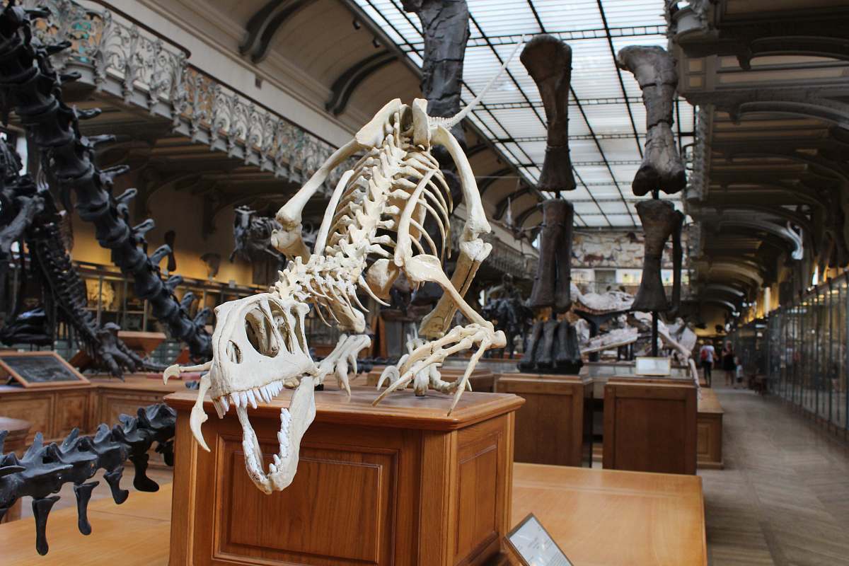 reptile dinosaur skeleton display in a room dinosaur