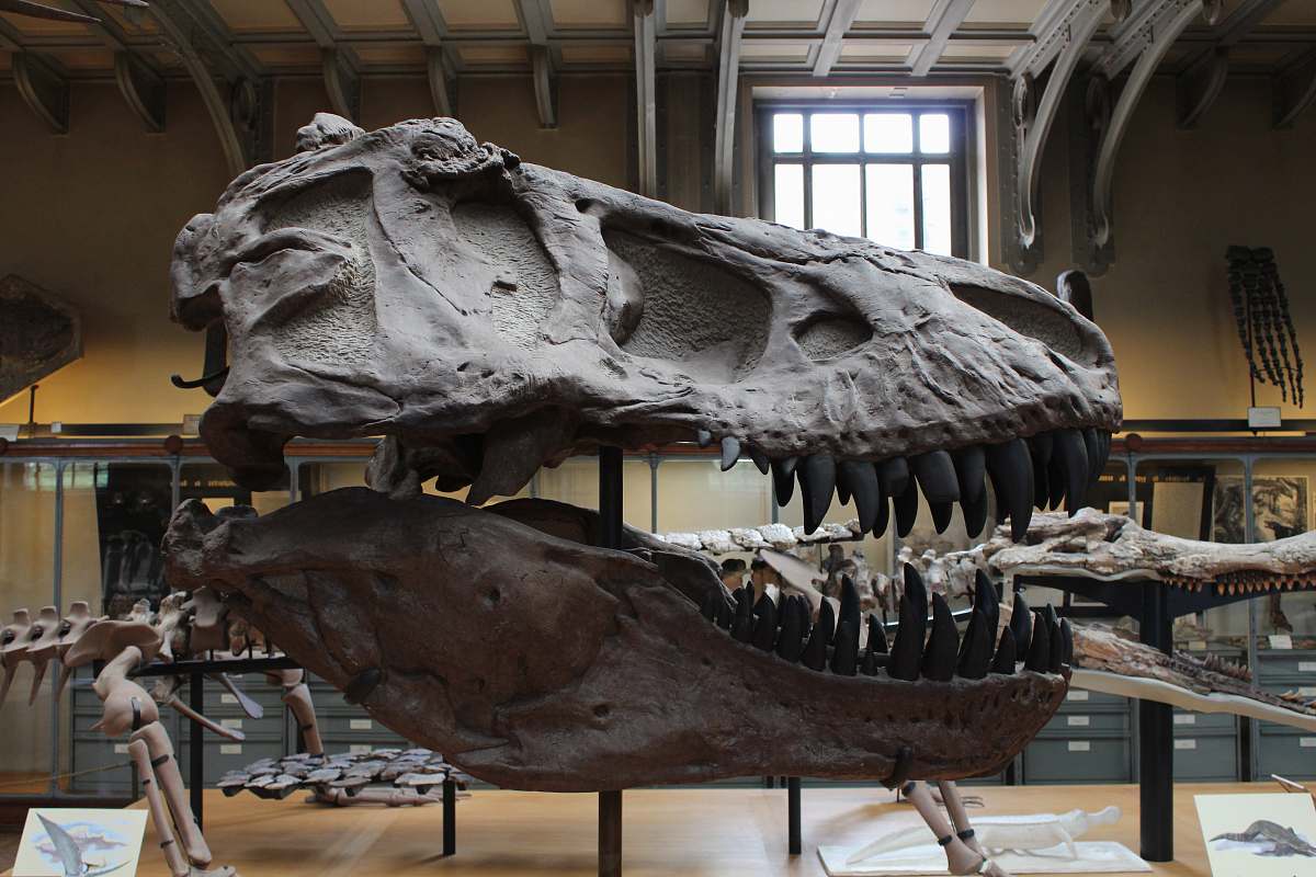 reptile dinosaur skelleton dinosaur