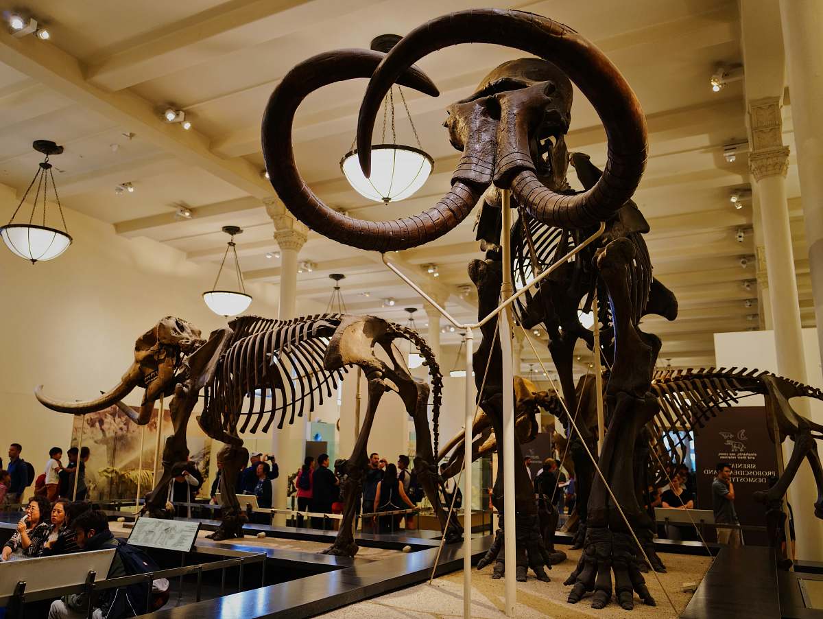 reptile dinosaurs skeleton inside museum dinosaur