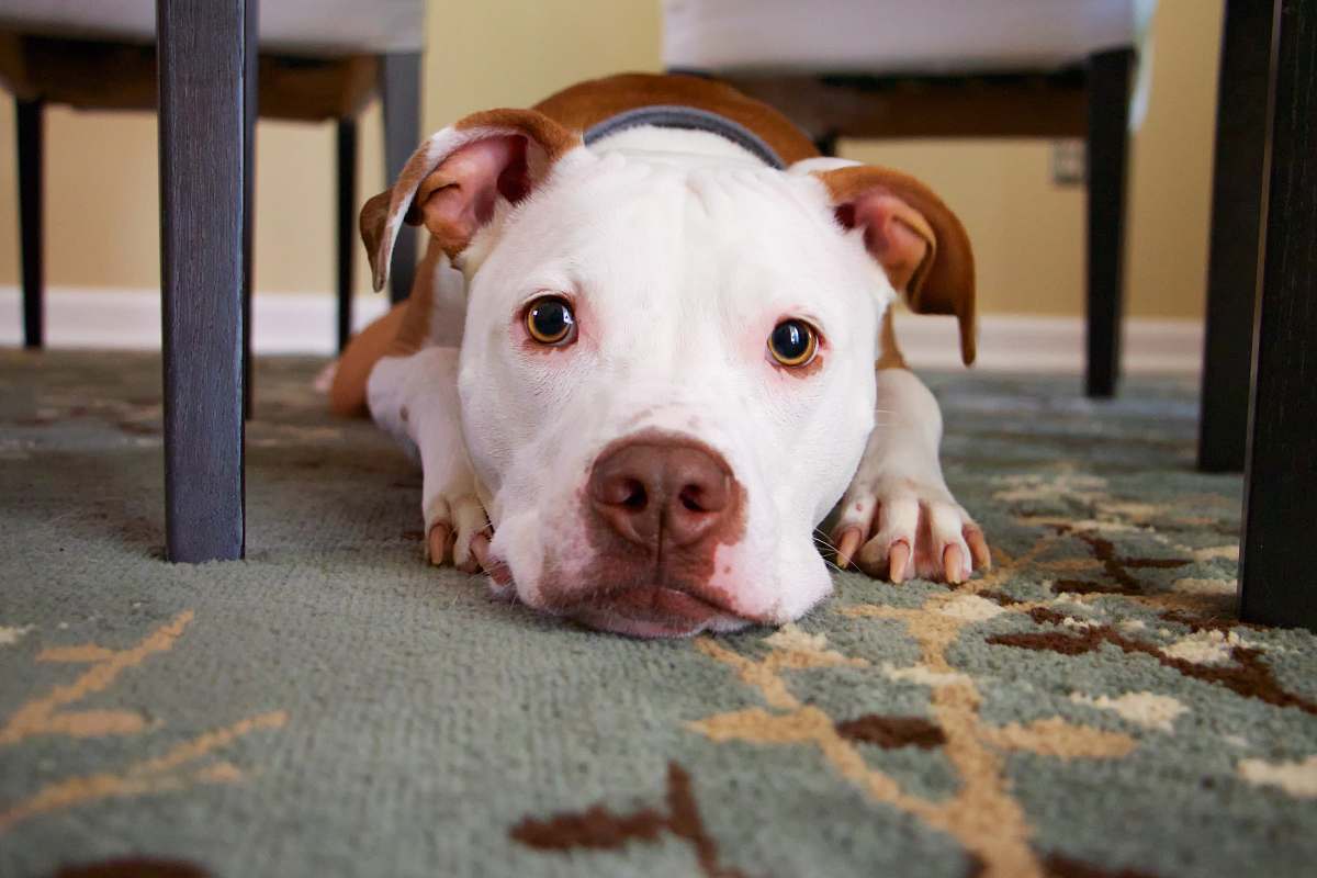 dog dog laying on area rug pet