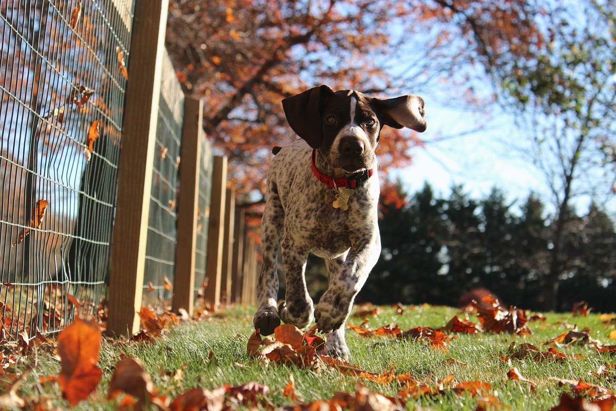 dog dog running beside a fence canine