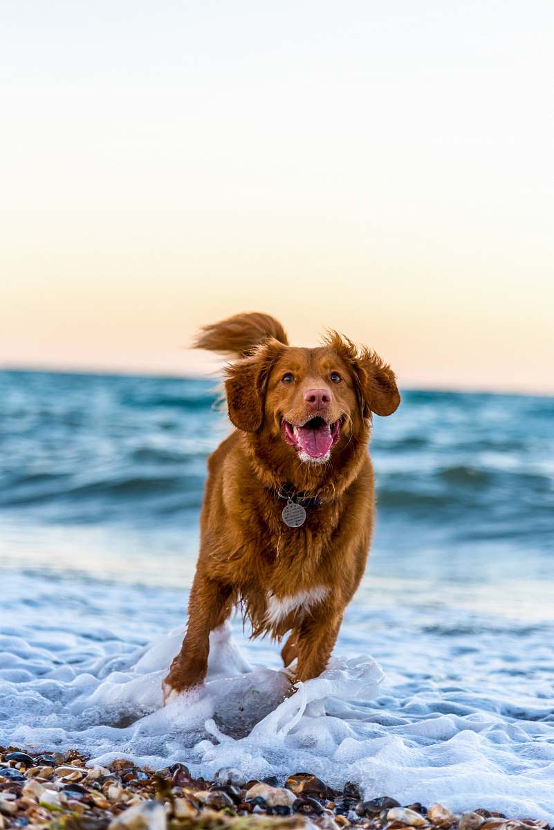 pet dog running on beach during daytime dog