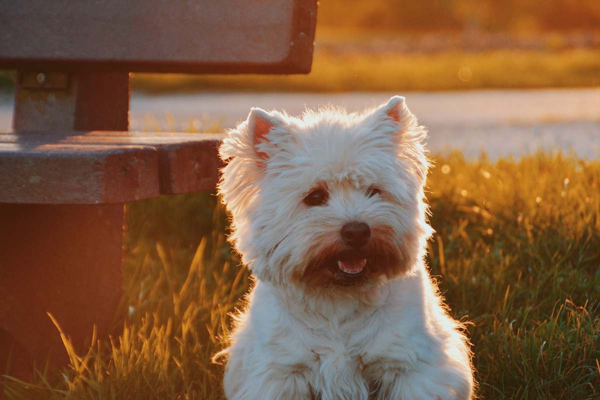 dog dog sitting on grass field beside bench at golden hour pet