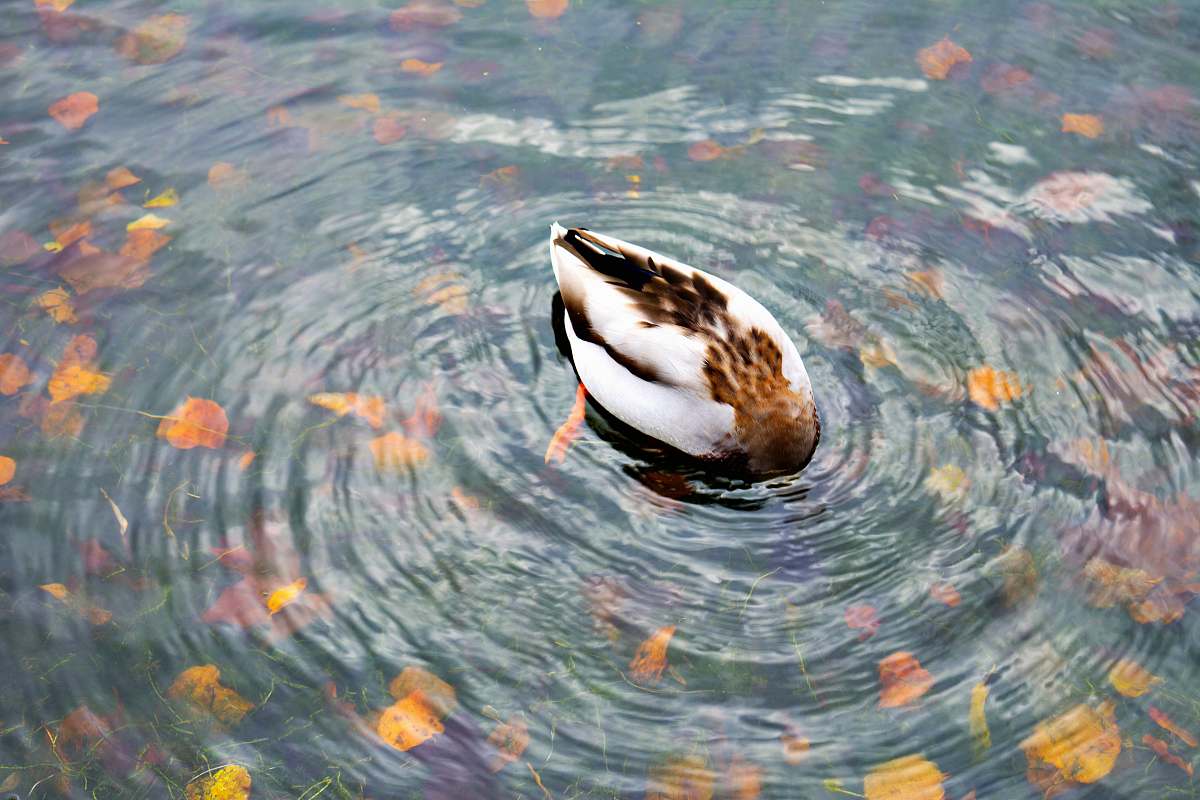 water duck dip his head into the water outdoors